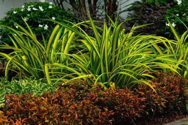 Jardinagem